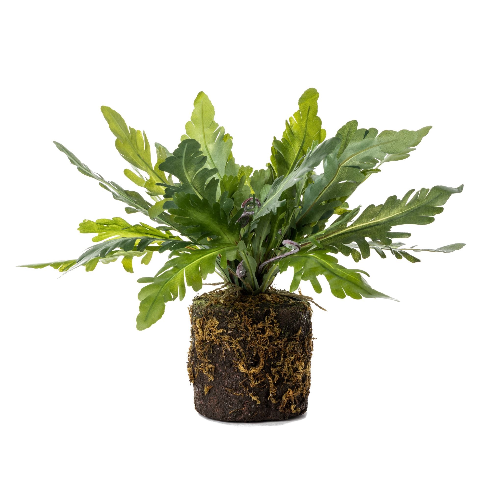 15” Drop In Birds Nest Fern     PP1033