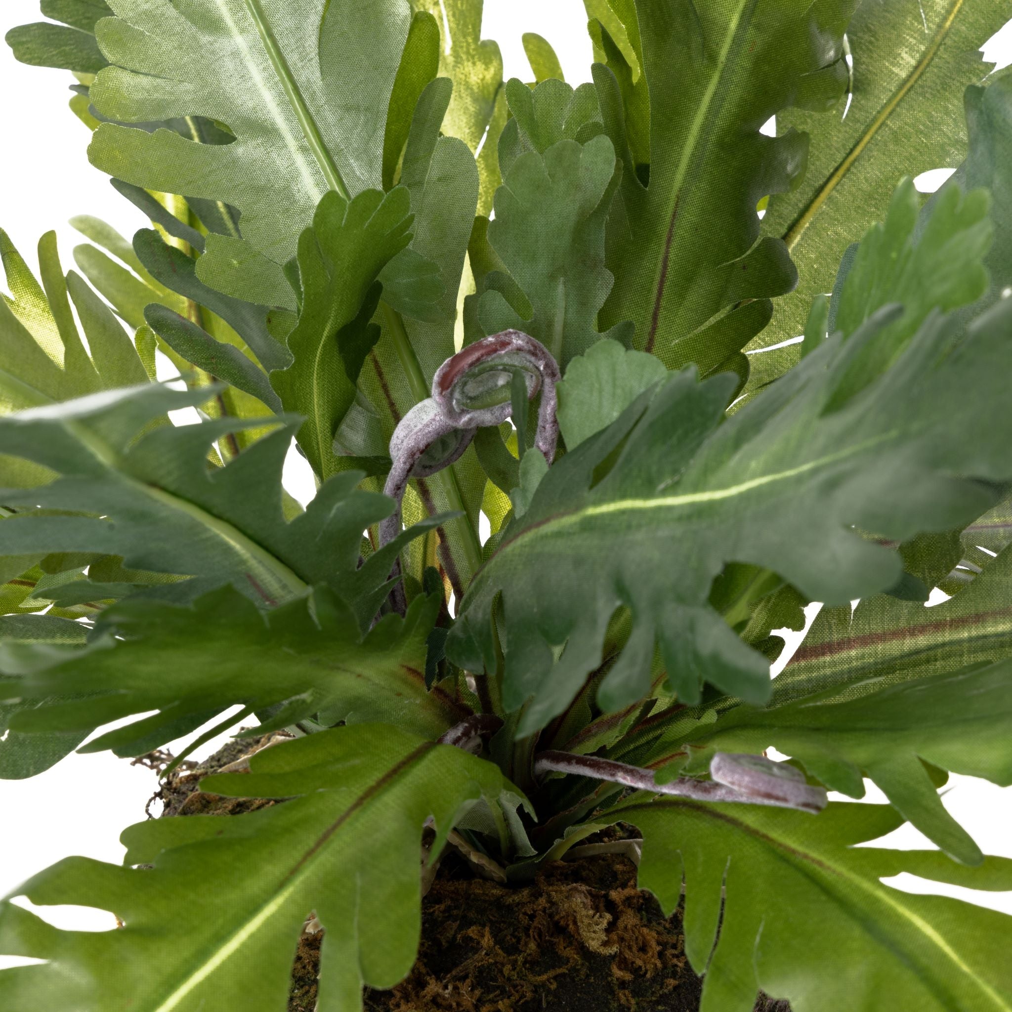 15” Drop In Birds Nest Fern     PP1033