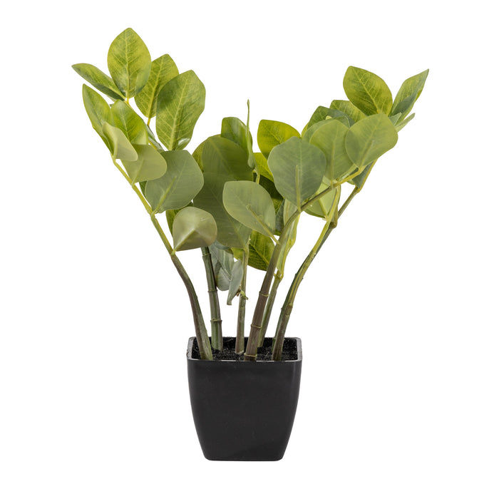 13" Potted ZZ Plant     PP1042