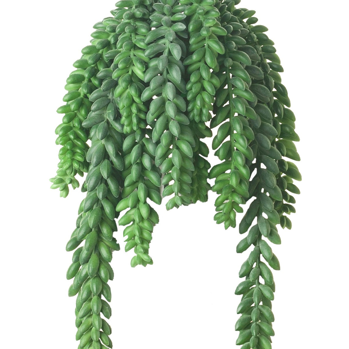 fake donkey tail succulent 12
