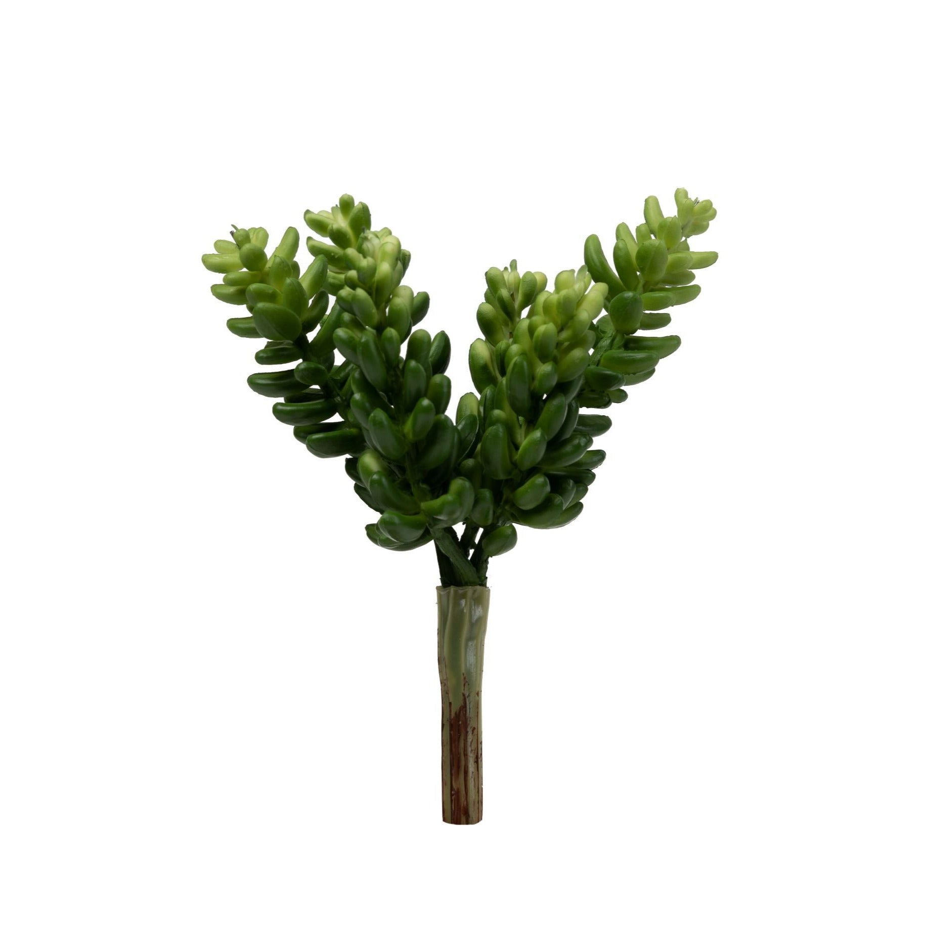 6" Sedum Pick   SE1023