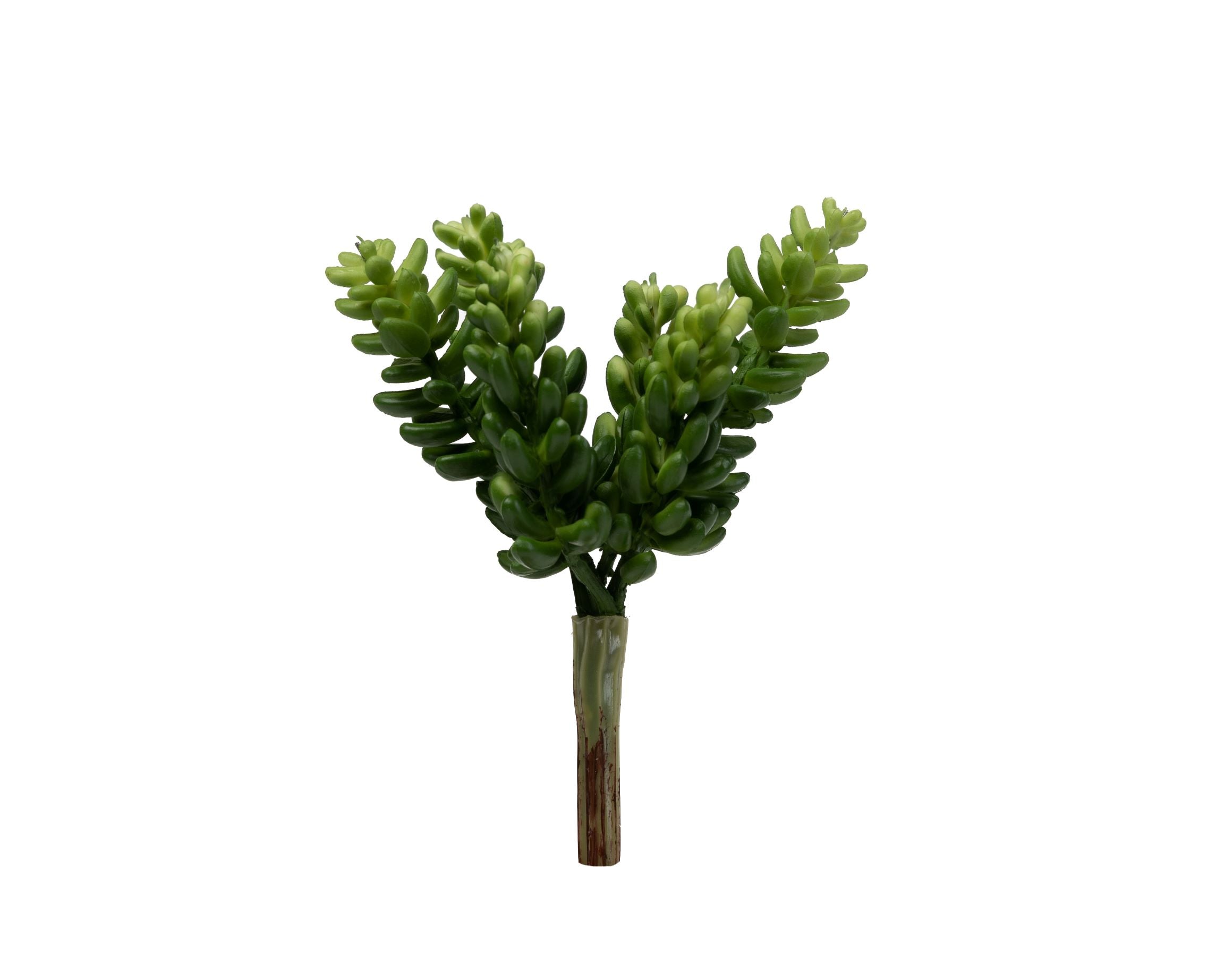 6" Sedum Pick   SE1023