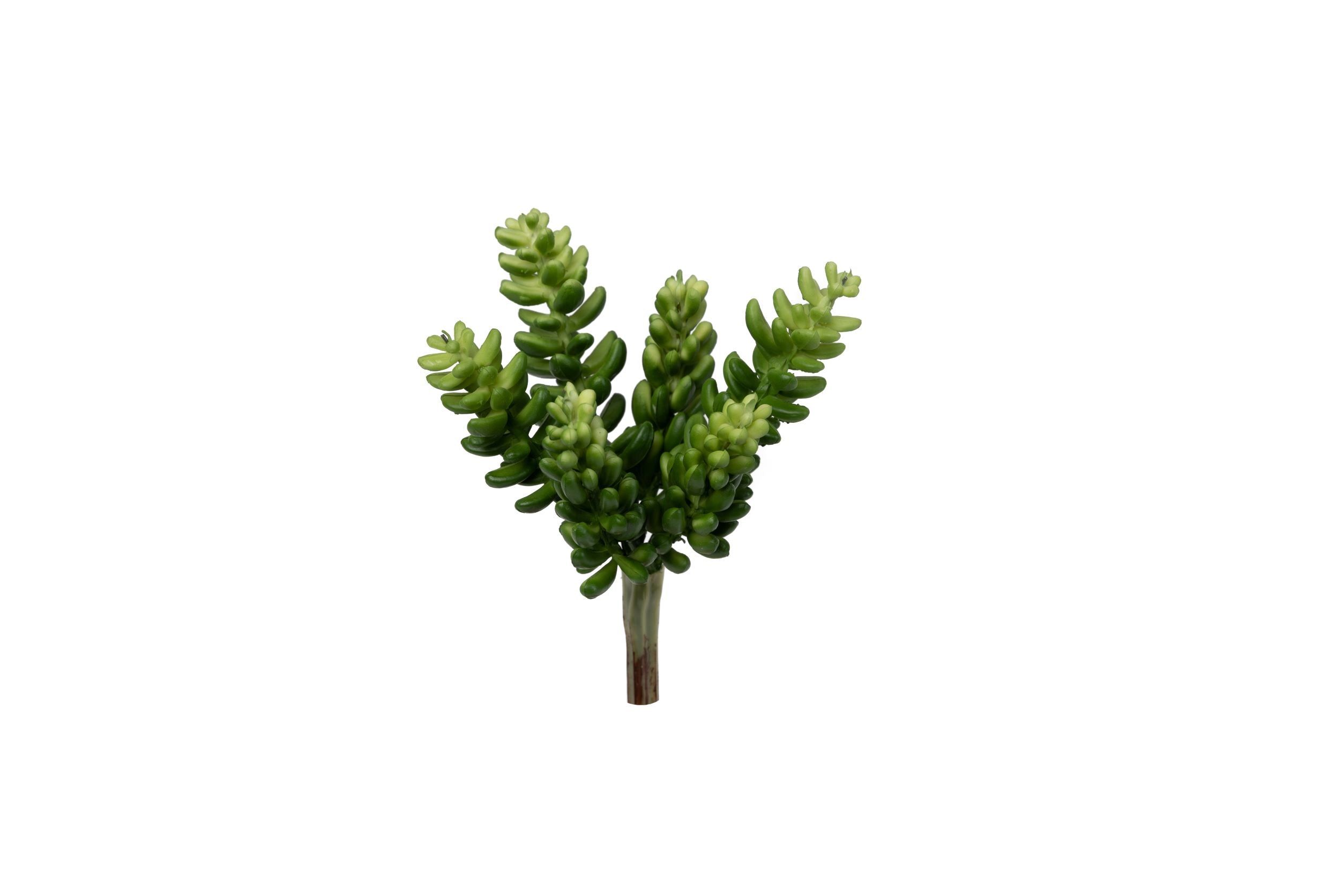 6" Sedum Pick   SE1023