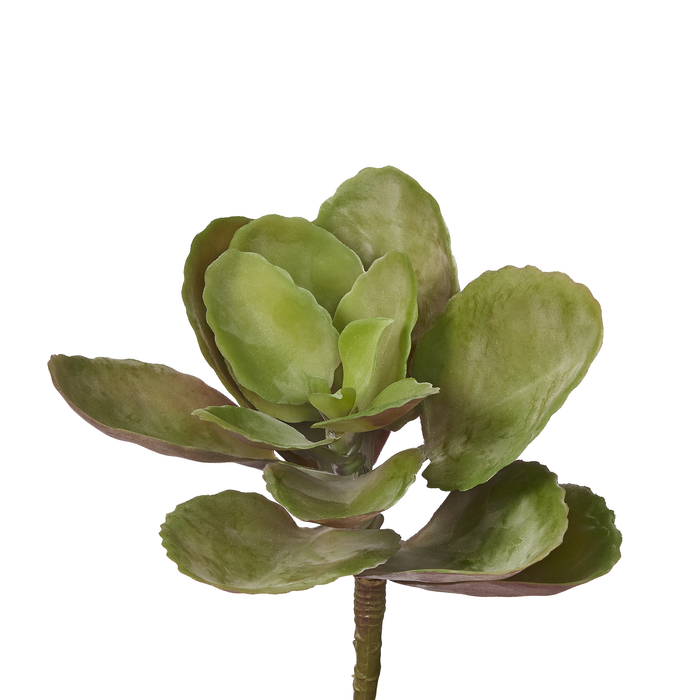 9" Apple Leaf Succulent    SF1016