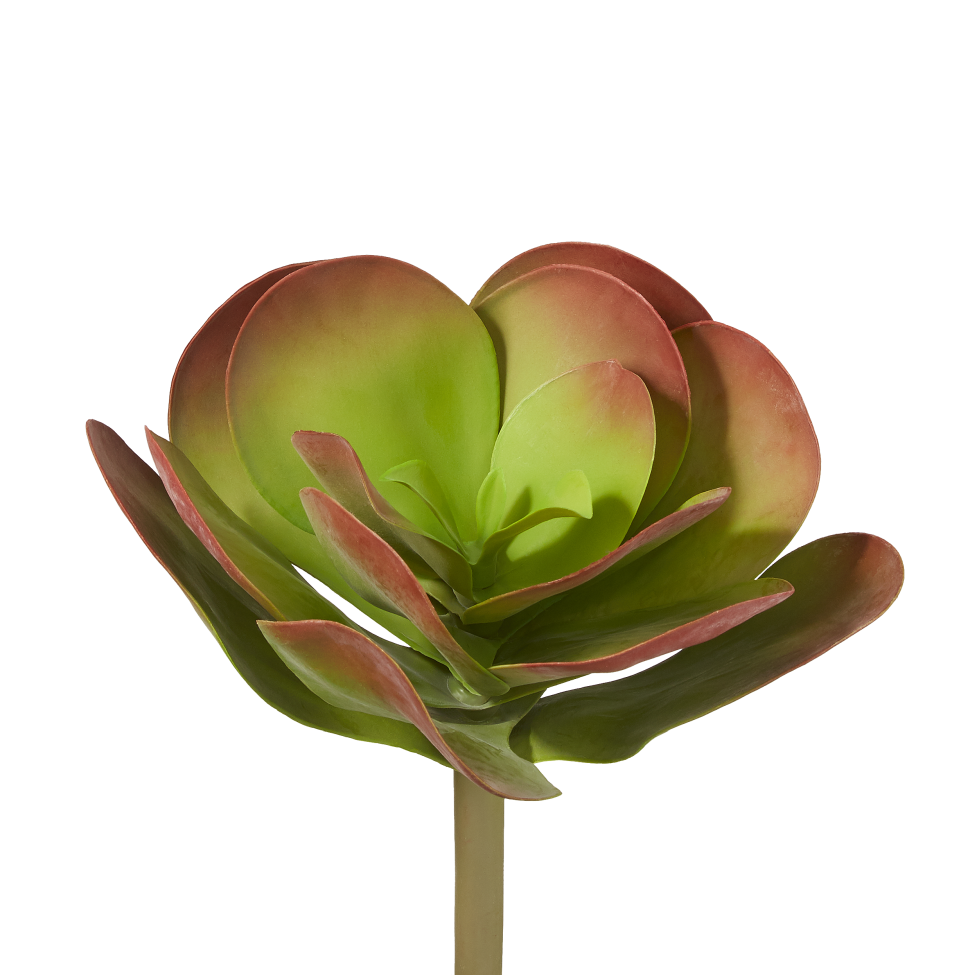 13" Red Alocasia   SF1020