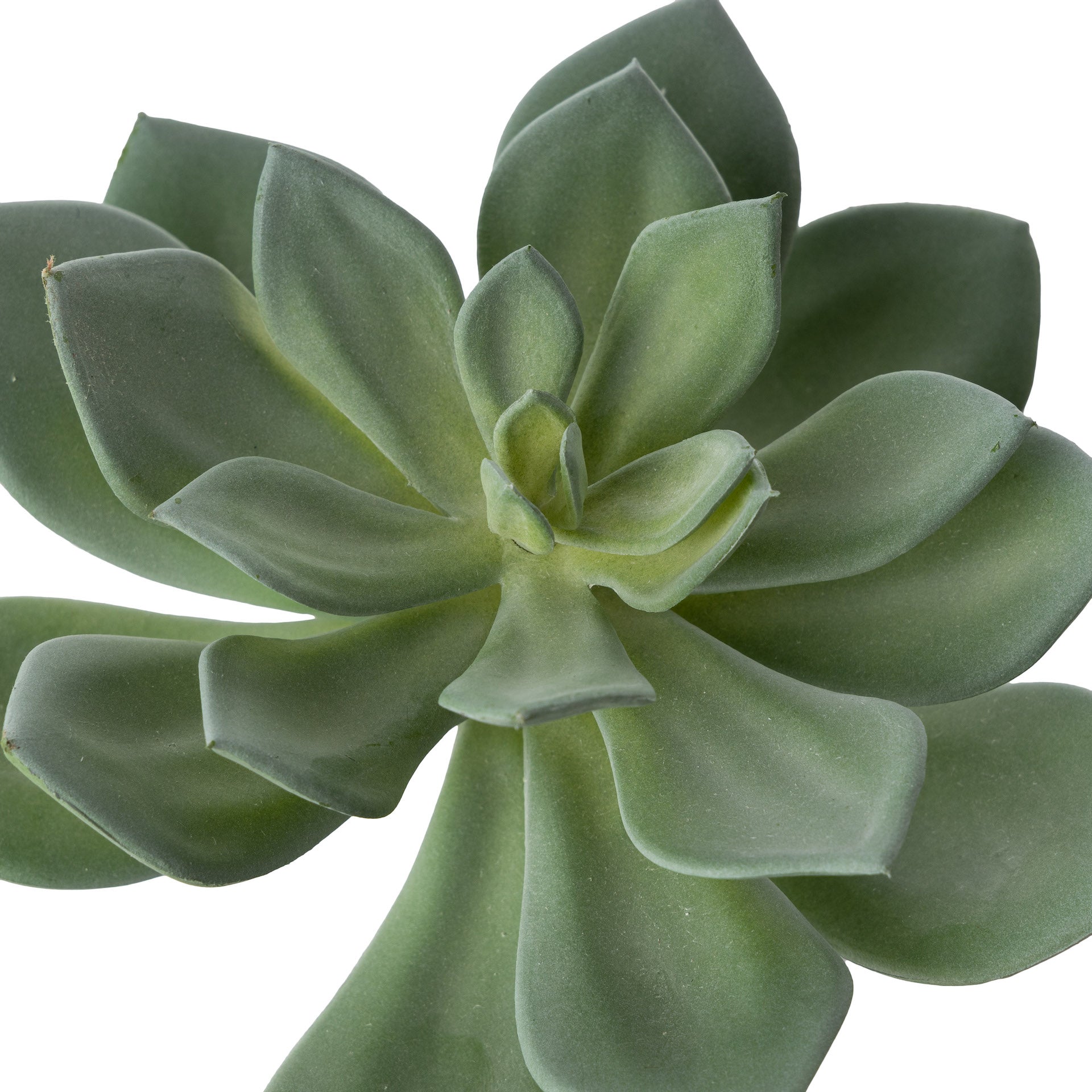 6" Echeveria Stem- Light Green    SF1096