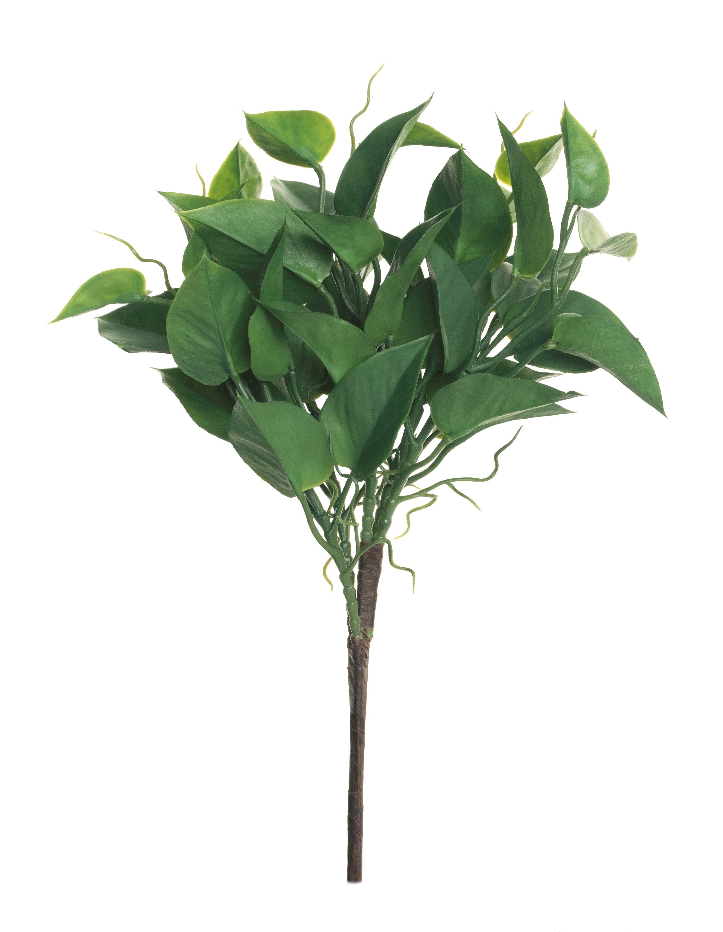 12" Five Head Epipremnum Aureum    ST1071UV