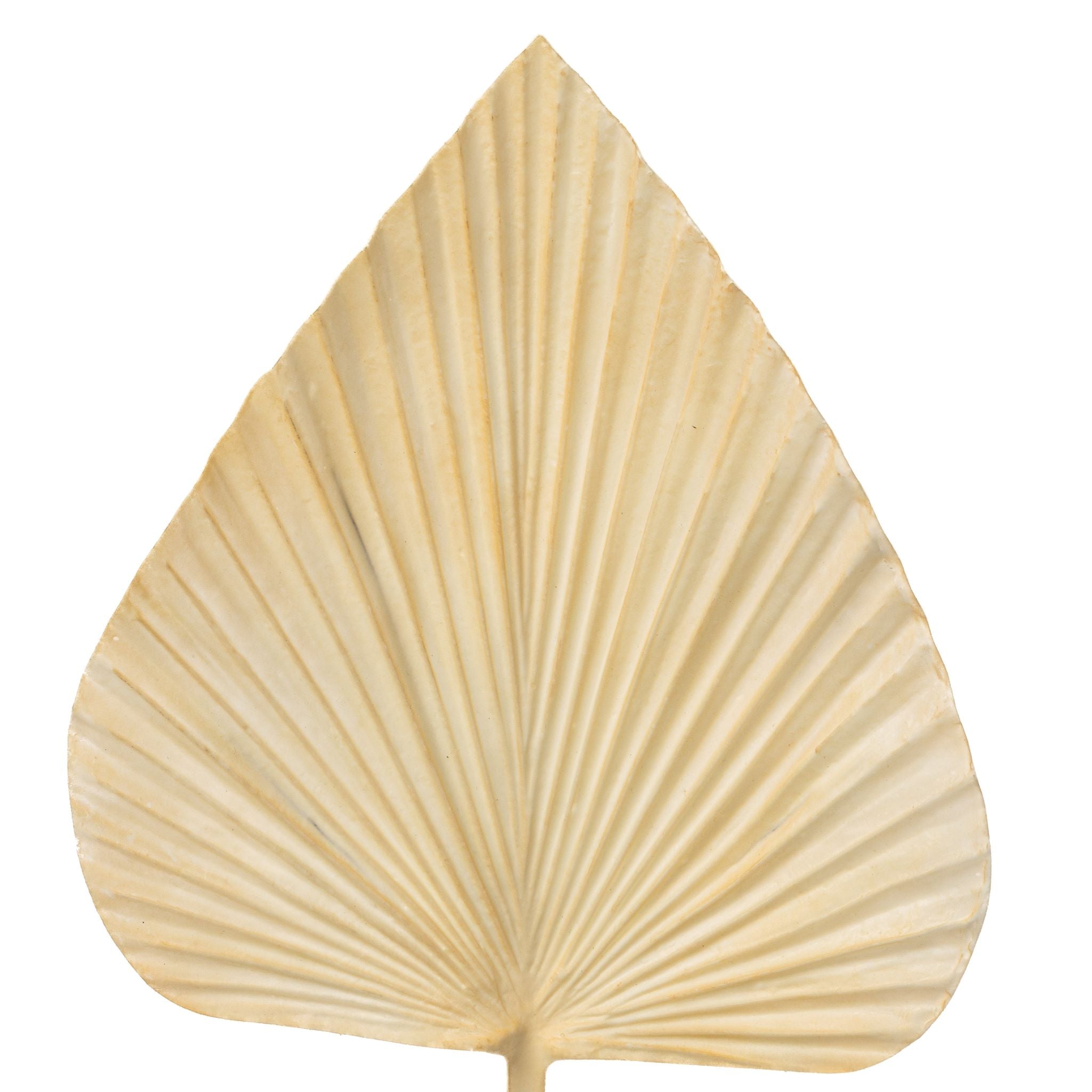 27" Palm Leaf Cream    ST1123