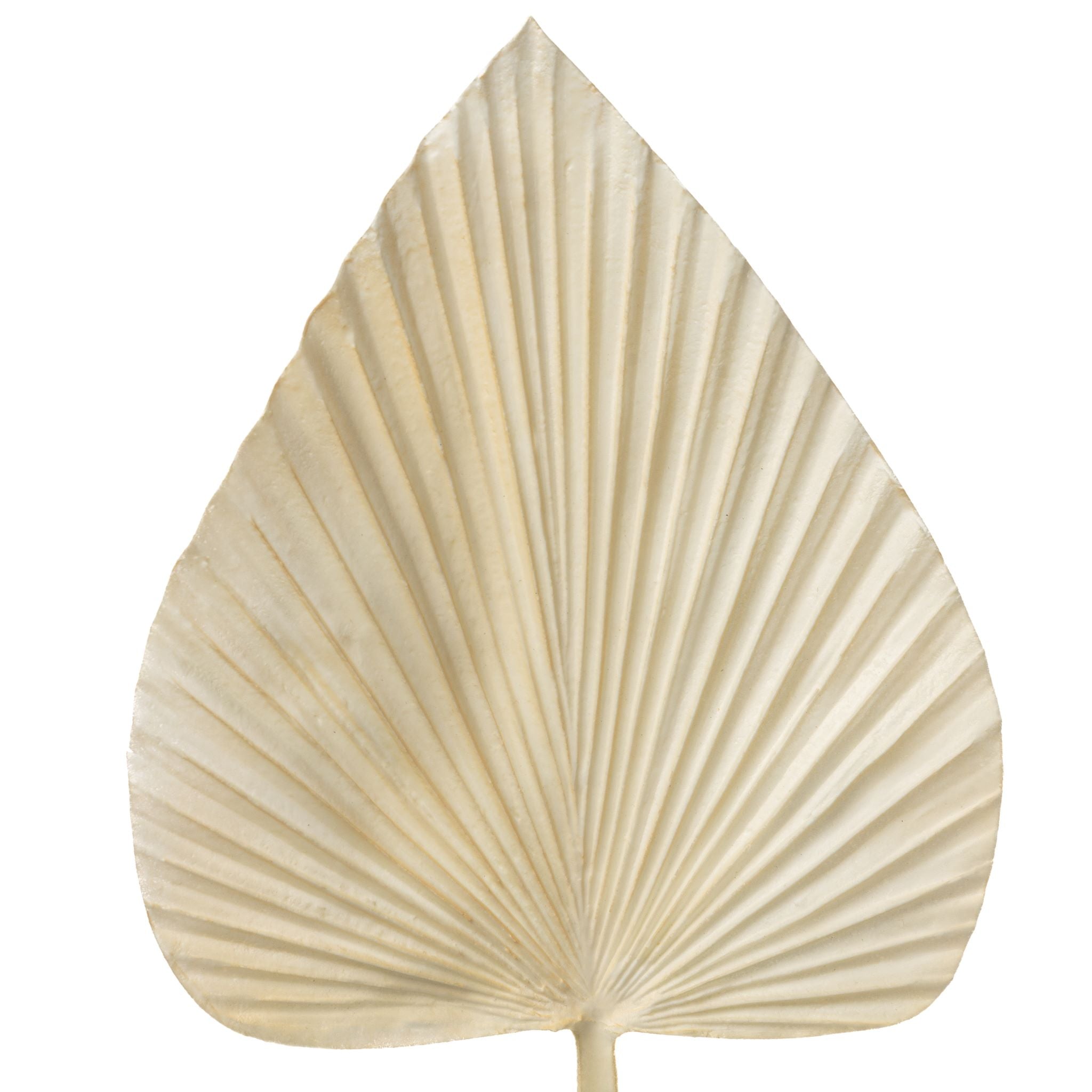 30" Palm Leaf Cream      ST1124