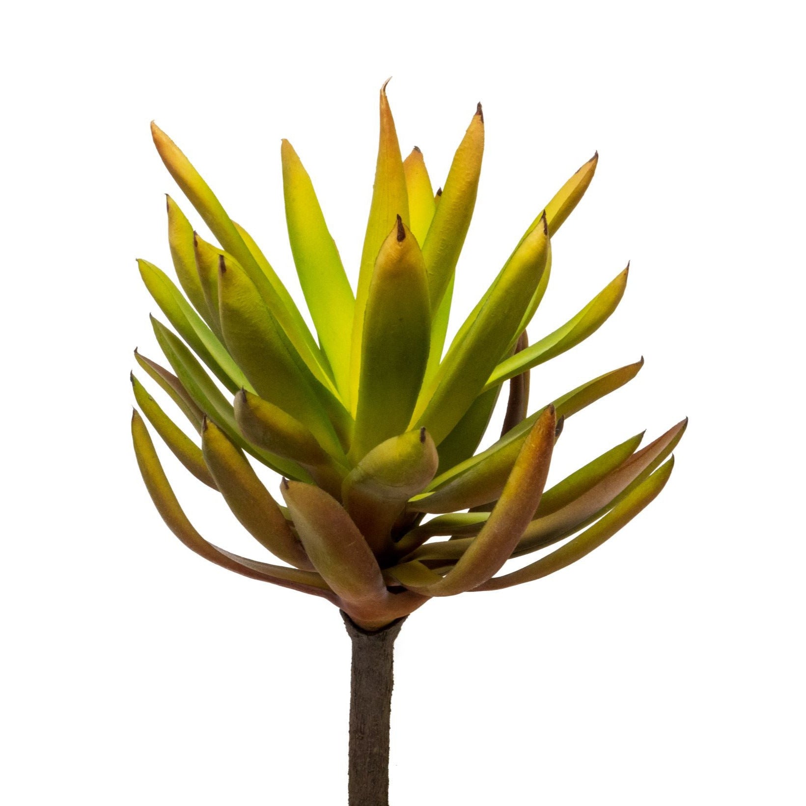 12" Succulent Stem-UV Treated  SU1006UV