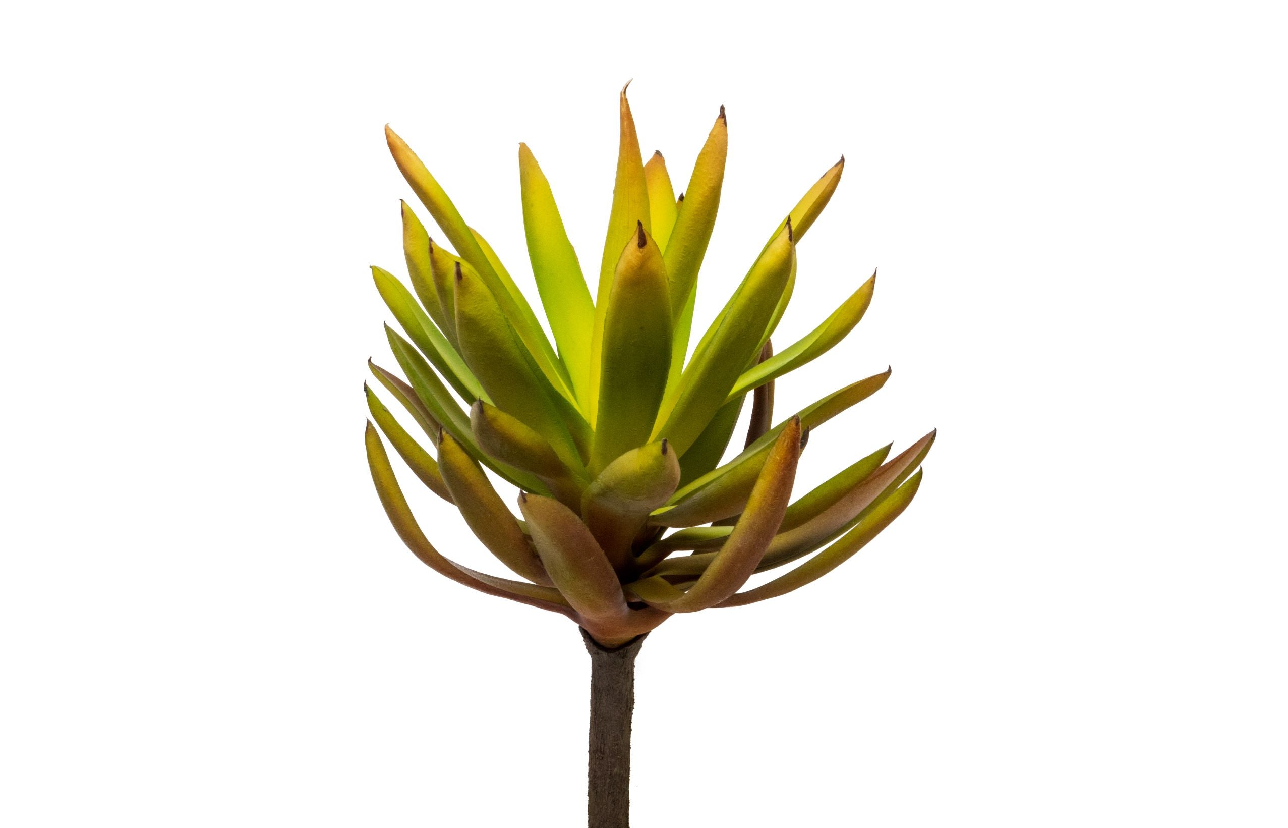 12" Succulent Stem-UV Treated  SU1006UV