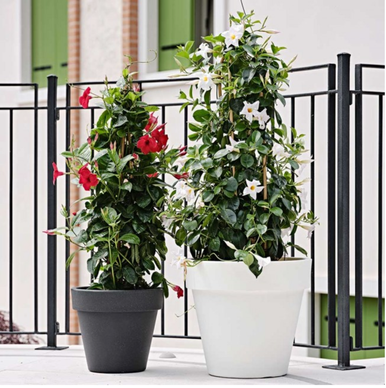 Tico Planters White    CN1141