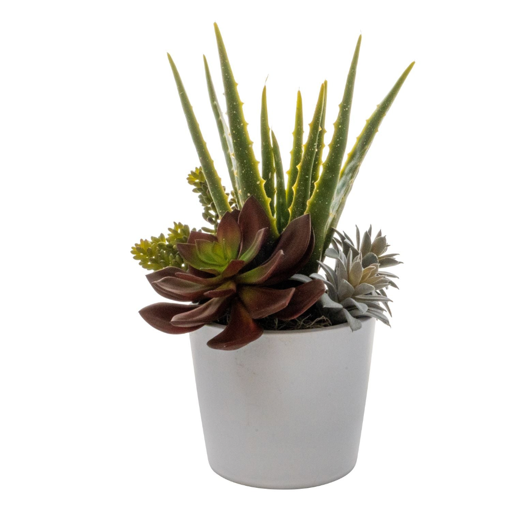 6" Ardie Pot with Succulent Arrangement   AR1529