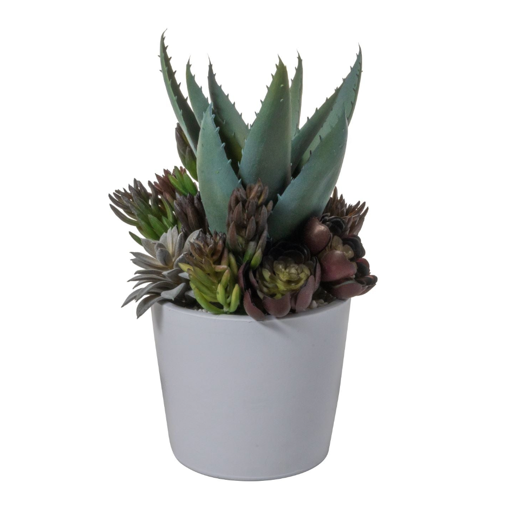 6" Ardie Pot with Succulent Arrangement   AR1530