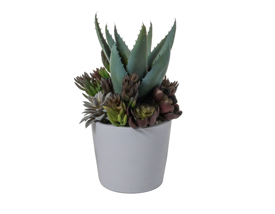 6" Ardie Pot with Succulent Arrangement   AR1530