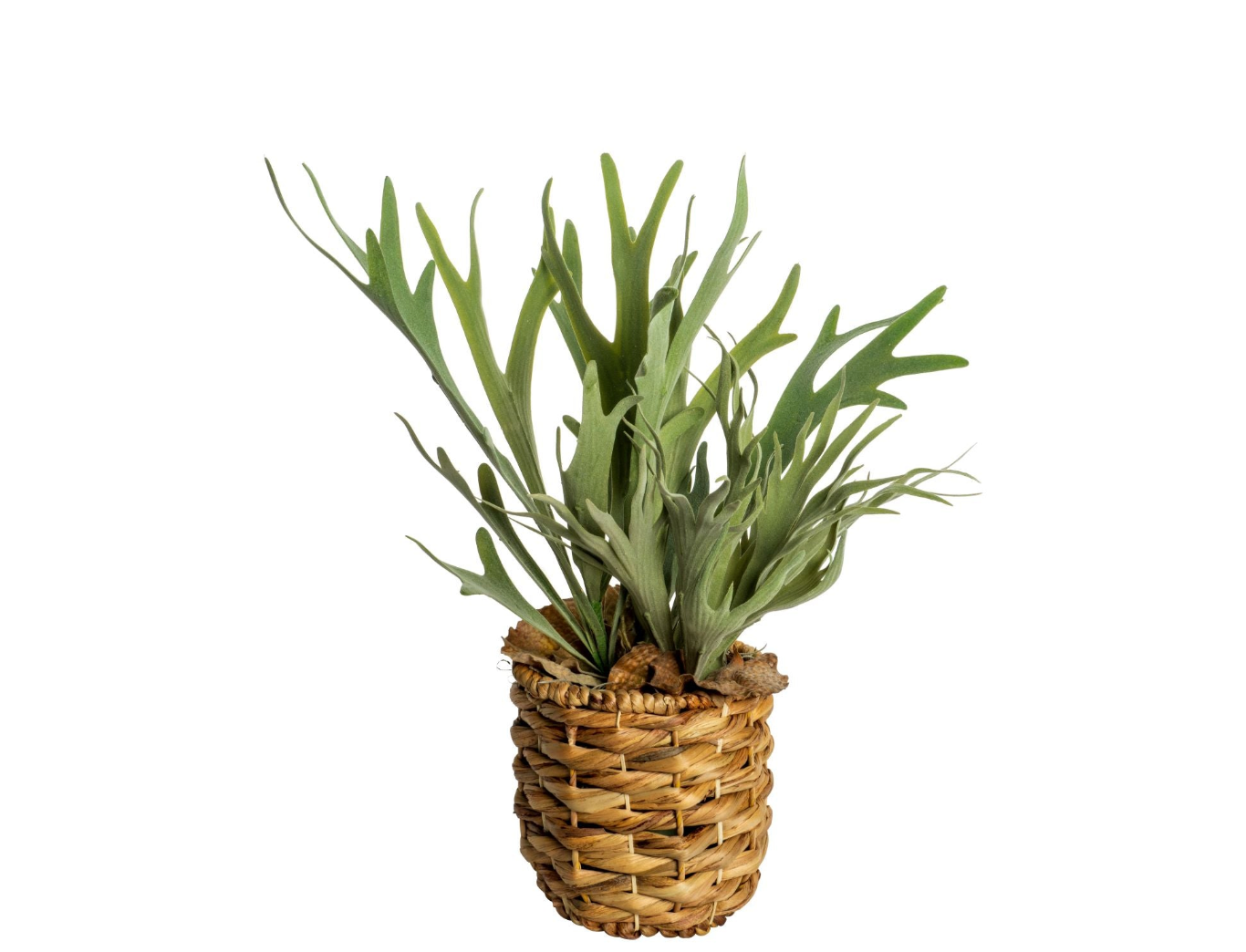 6" Newport Basket with Staghorn Fern Arrangement   AR1540