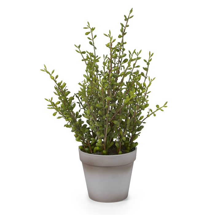 16" Potted Pearl Plant   PP1002