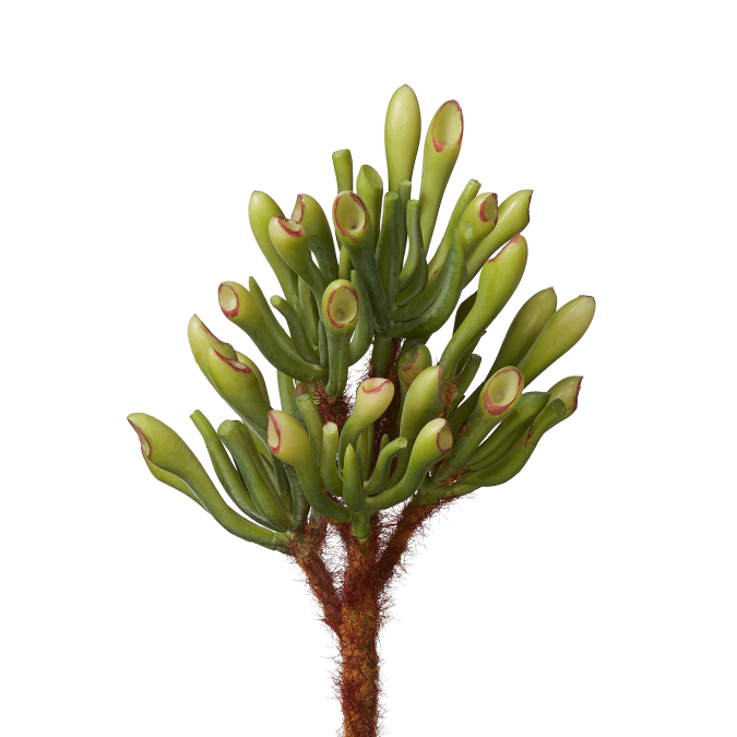 9" Coral Succulent Stem   SU1017