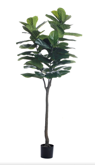 7’ Fiddle Leaf Fig Tree  FP1196