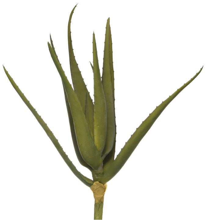 16" Aloe Stem-UV Treated   AV1019UV