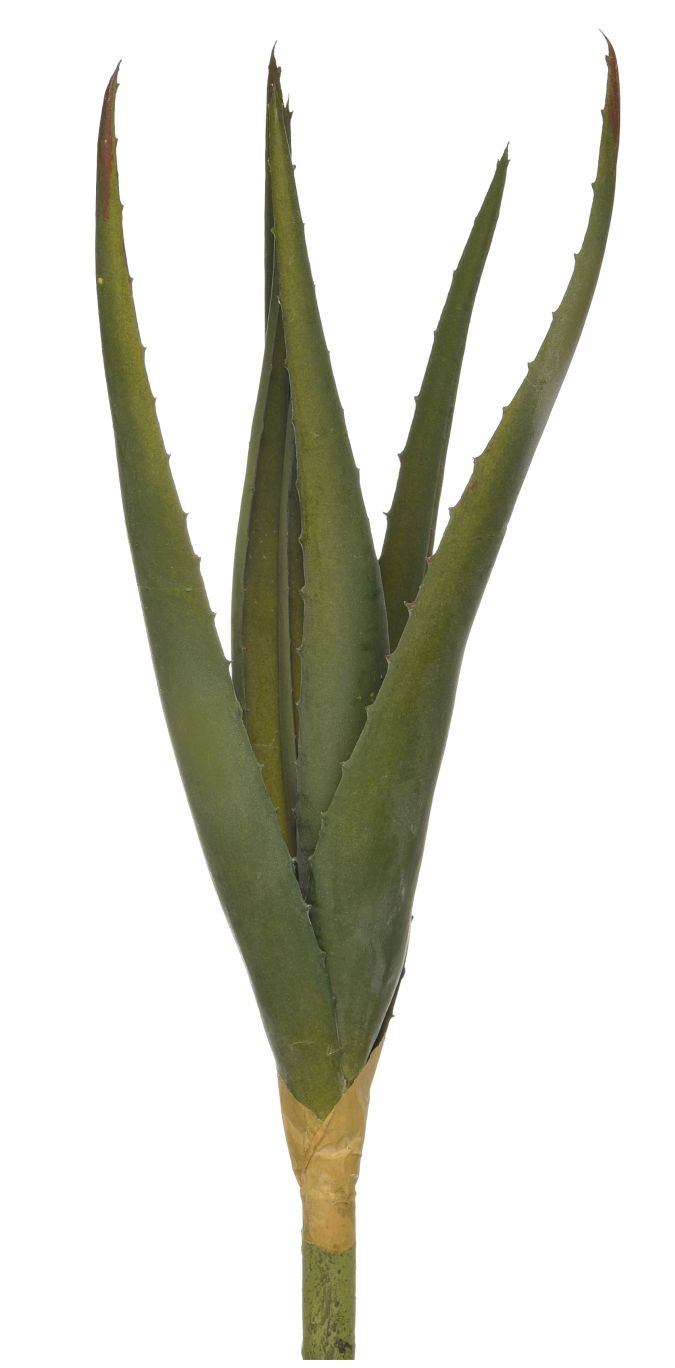 14" Aloe Stem   AV1020