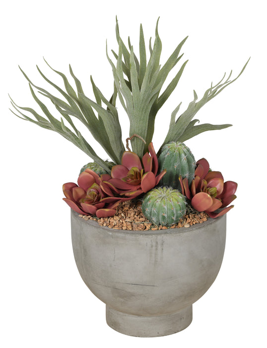 9" Mack Concrete Compote Bowl with Staghorn Fern & Mixed Succulents   AR1067