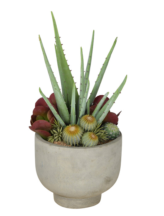 12" Mack Compote Bowl with Aloe and Mixed Succulents AR1068