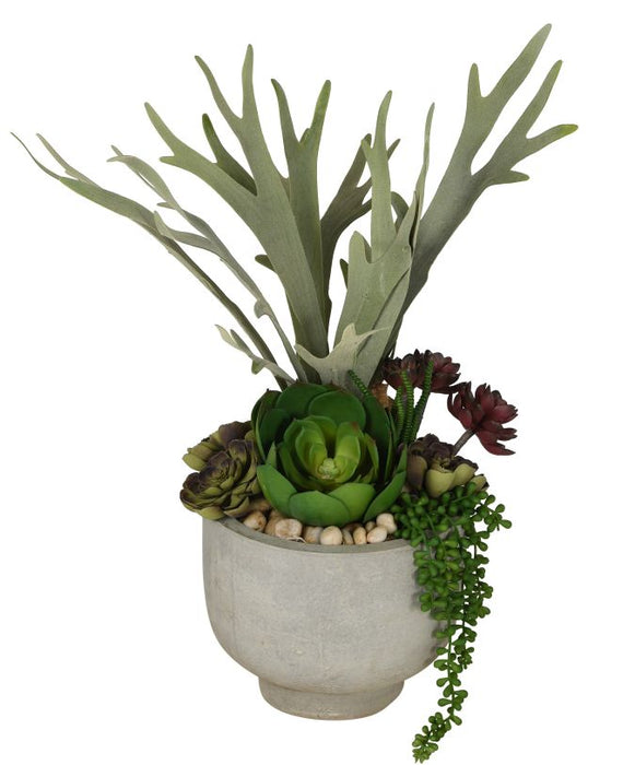 9" Mack Concrete Compote Bowl with Staghorn Fern Arrangement   AR1080