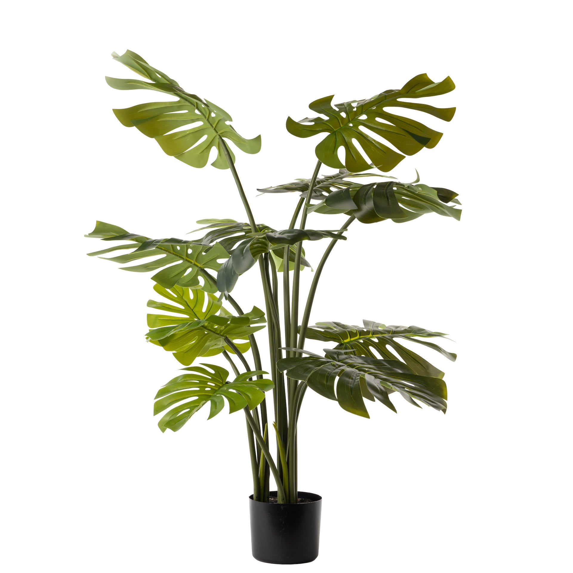 3’ Monstera Plant   FP1218