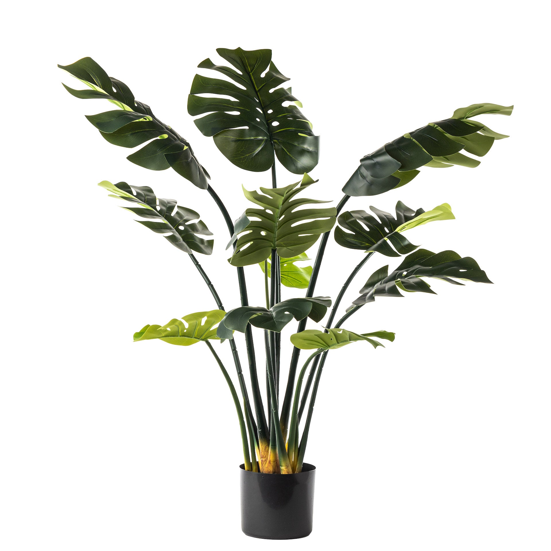 3’ Monstera Plant    FP1219