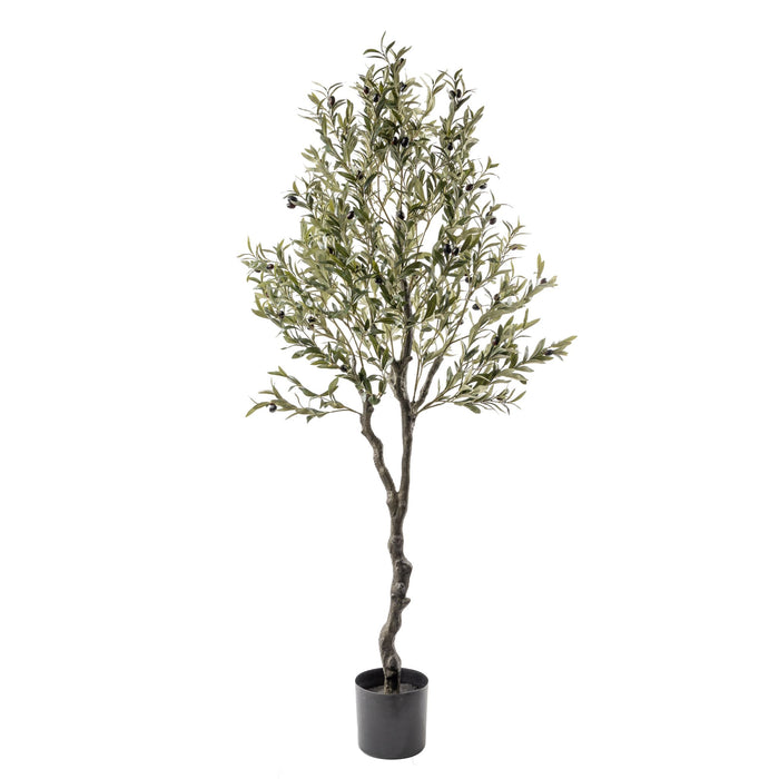 6’ Olive Tree      FP1221