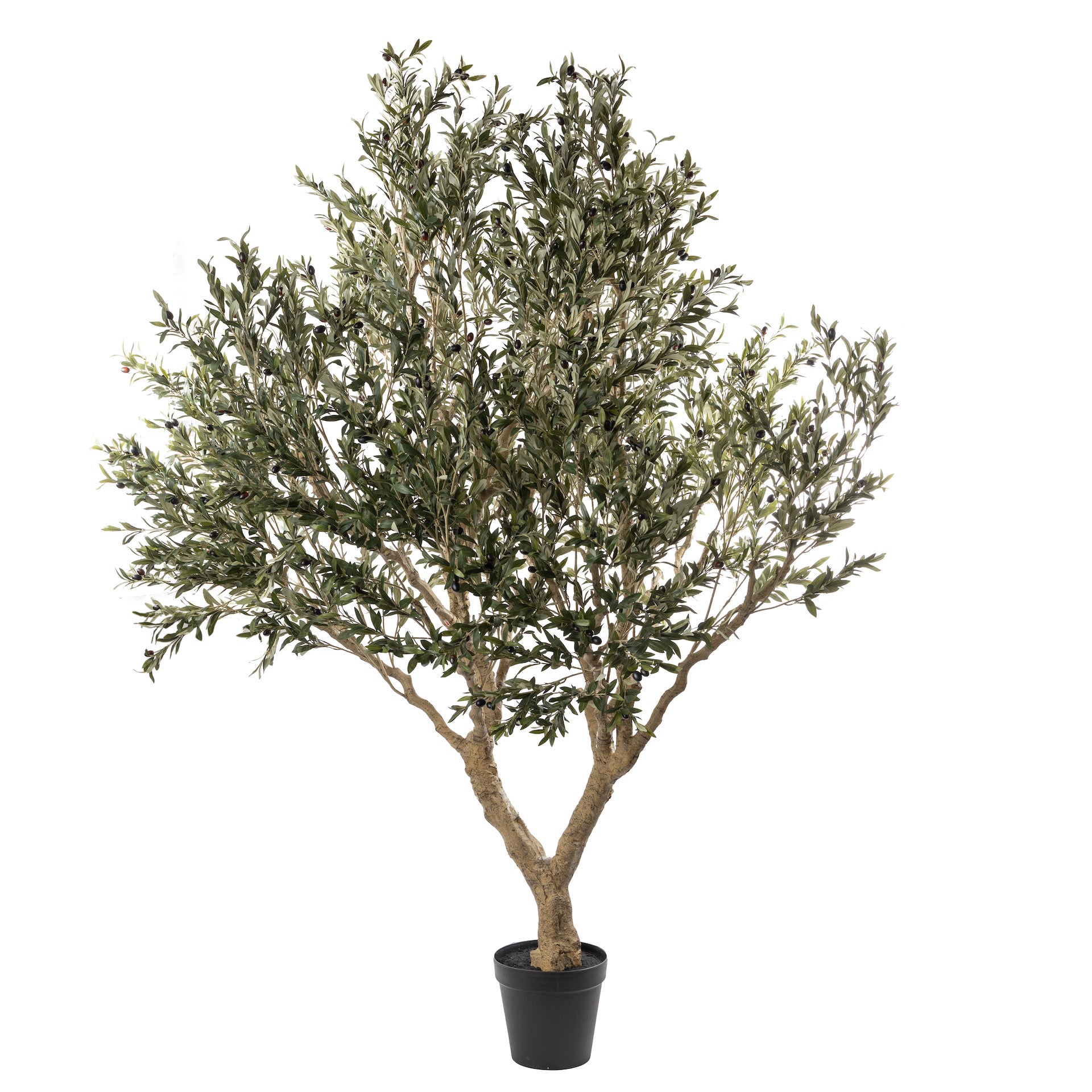 8’ Olive Tree XXL    FP1225