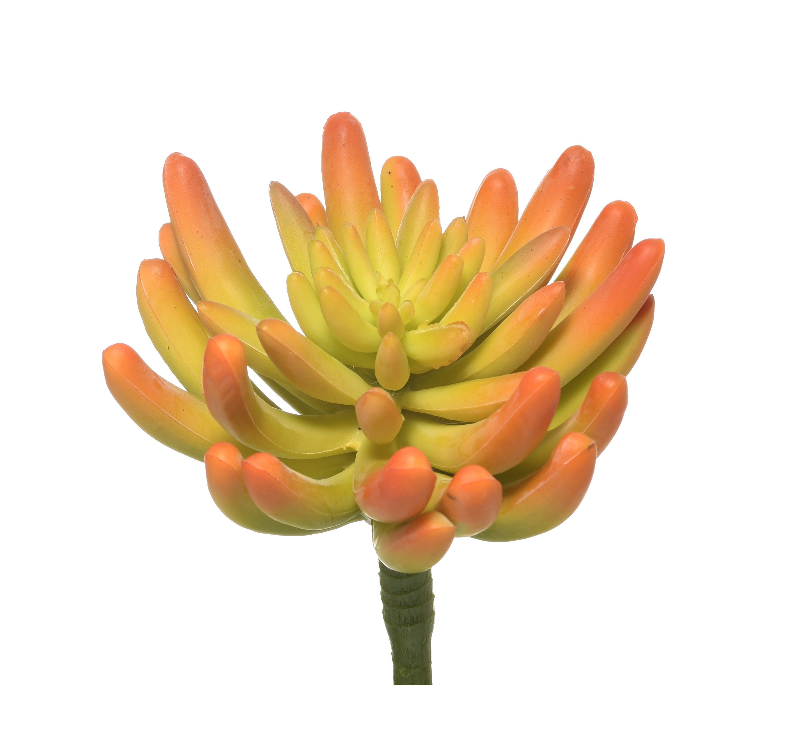 6" Yellow Spike Aeonium   SF1046